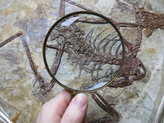 Illustration for article titled The four-winged dinosaur Microraptor had a rare taste for fish